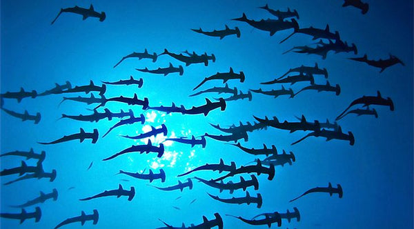 Socorro Islands - Nov 9-18, 2027