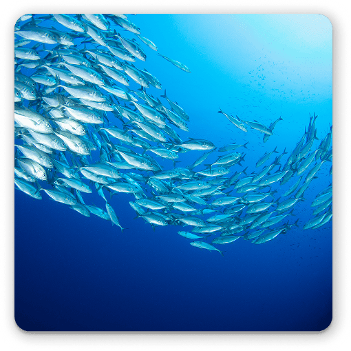 Fish Identification