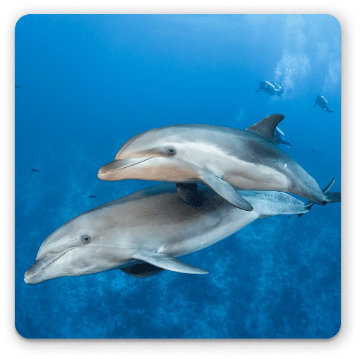 Marine Mammals Ecology