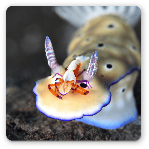 Nudibranch Ecology