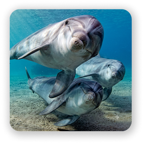 Private Group - Try Scuba Course