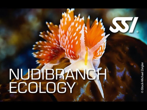 Nudibranch Ecology