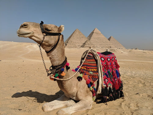 Red Sea Liveaboard - Oct 2-9, 2028 <br> Starts : Mon, Oct 2, 2028 : Oct 2-9, 2028 Red Sea Liveaboard Adventure (Price: $2395.00)