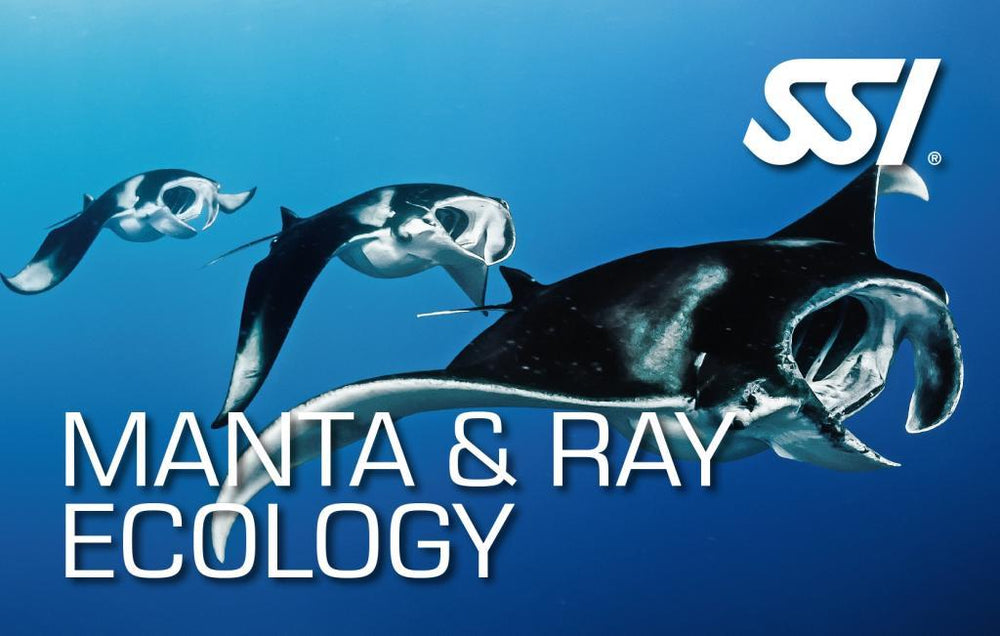 Manta & Ray Ecology