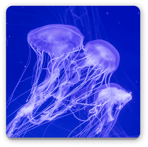 Marine Invertebrate Ecology