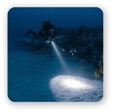 Night Diving  & Limited Visibility