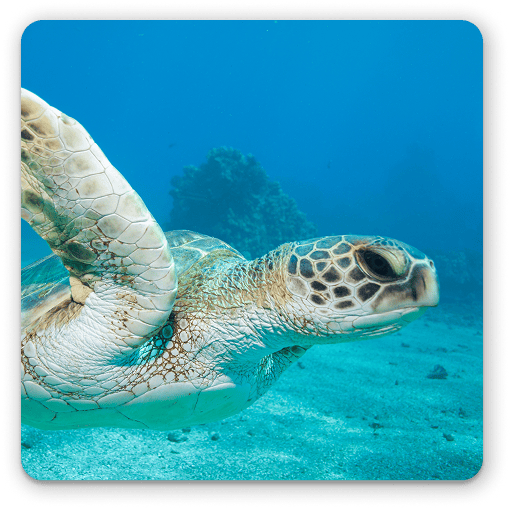 Sea Turtle Ecology